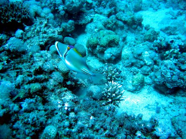 Triggerfish - Arabian Picasso Triggerfish