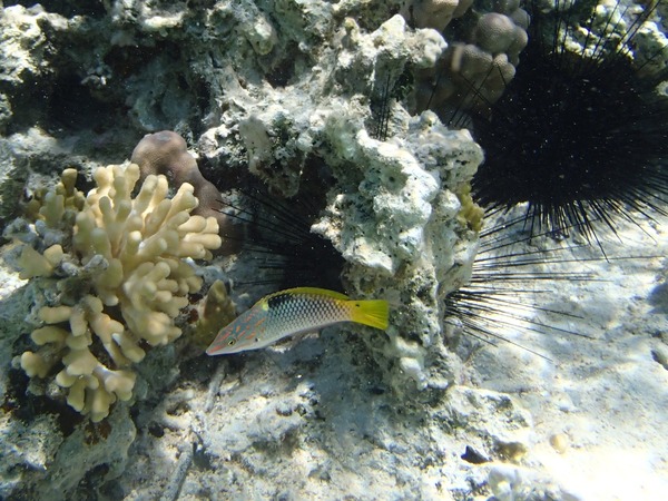 Wrasse - Checkerboard Wrasse