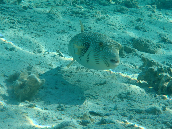 Pufferfish - Whitespotted Puffer