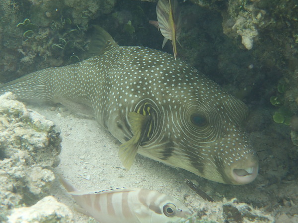 Pufferfish - Whitespotted Puffer