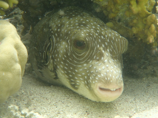 Pufferfish - Whitespotted Puffer