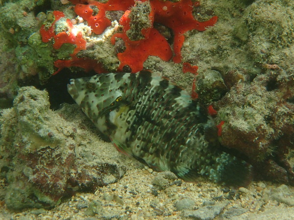 Wrasse - Broomtail Wrasse