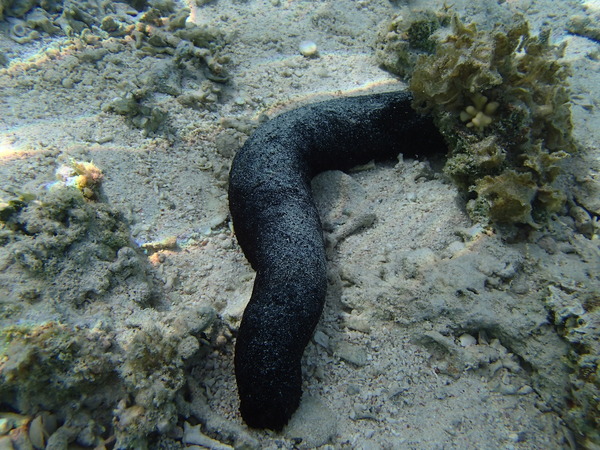Sea Cucumbers - Black Sea Cucumber