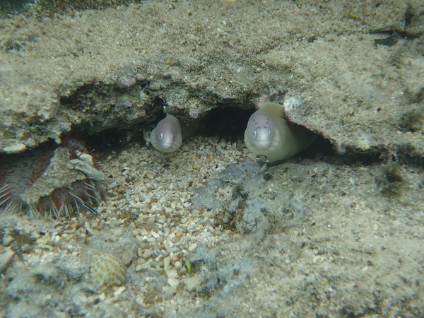 Moray - Peppered Moray Eel