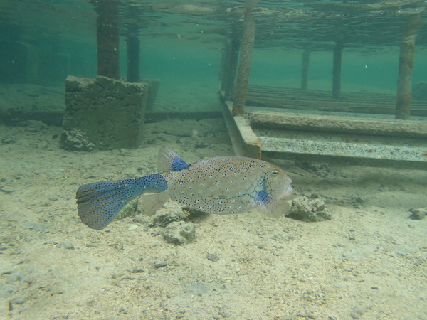 Trunkfish - Yellow Boxfish