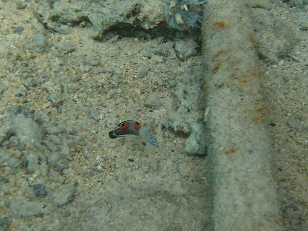 Wrasse - Clown Coris Wrasse