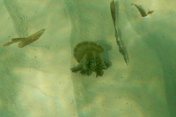 Jellyfish - Mangrove Upside-down Jellyfish