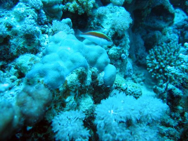 Hawkfish - Blackside Hawkfish