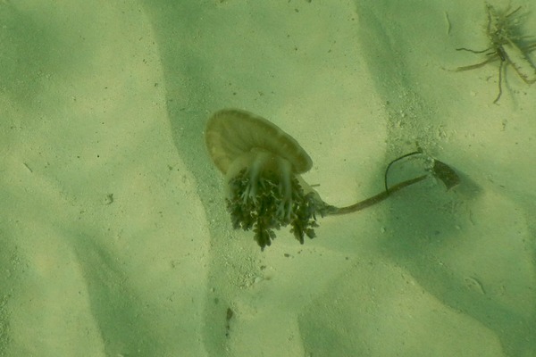 Jellyfish - Mangrove Upside-down Jellyfish