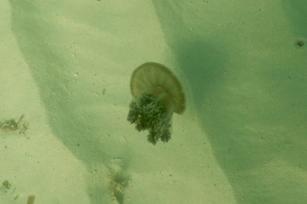 Jellyfish - Mangrove Upside-down Jellyfish