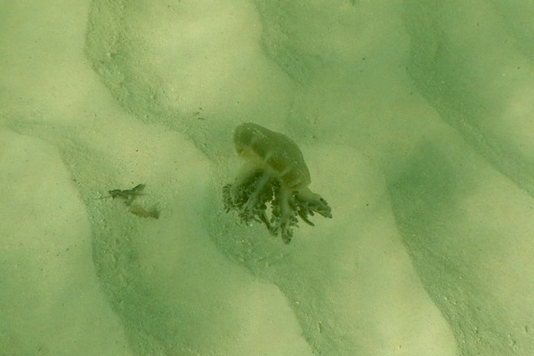 Jellyfish - Mangrove Upside-down Jellyfish