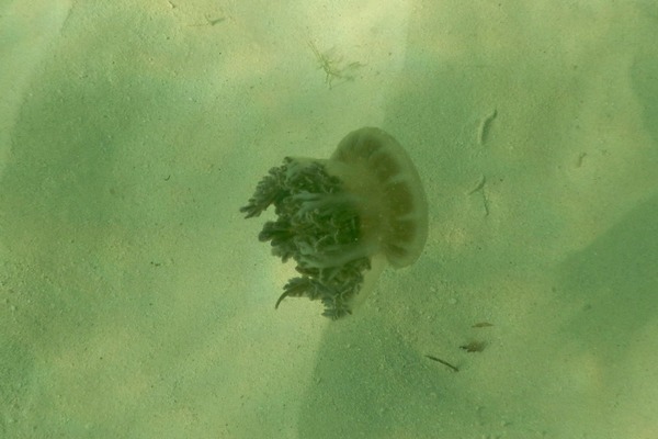 Jellyfish - Mangrove Upside-down Jellyfish