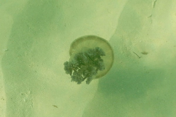 Jellyfish - Mangrove Upside-down Jellyfish