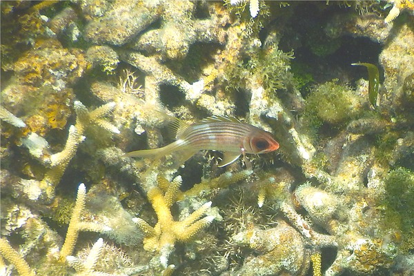 Squirrelfish - Longspine Squirrelfish