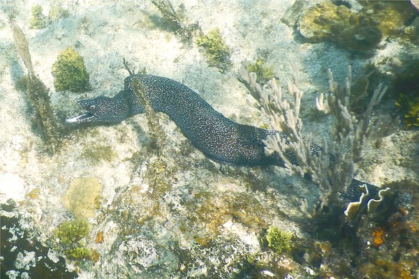 Moray - Spotted Moray