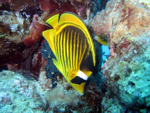 Butterflyfish - Striped Butterflyfish