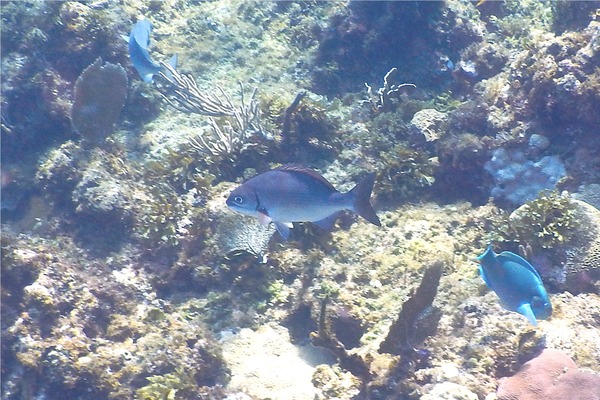 Chubs - Dark-finned Sea Chub