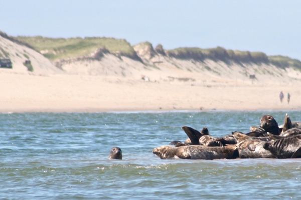 Seals - Grey Seal