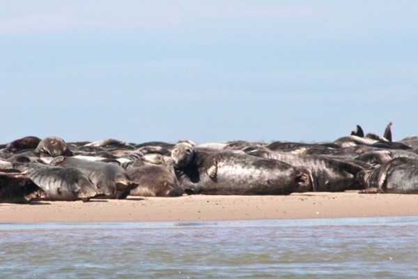 Seals - Grey Seal