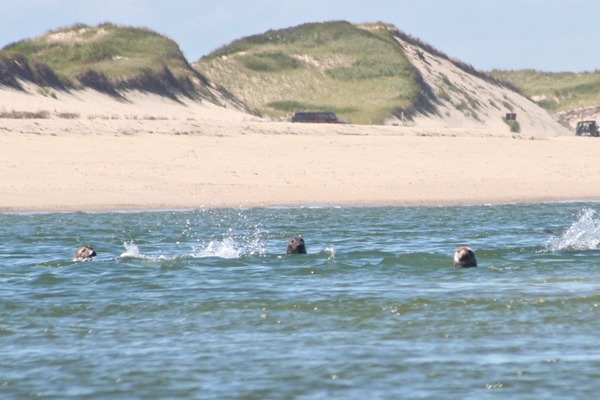 Seals - Grey Seal