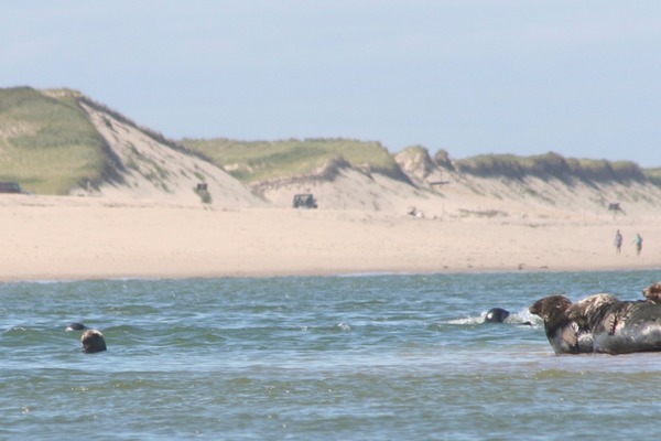 Seals - Grey Seal