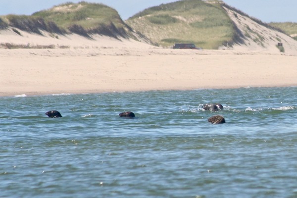 Seals - Grey Seal