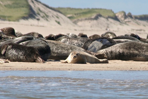 Seals - Grey Seal