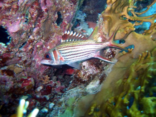 Squirrelfish - Bloodspot Squirrelfish