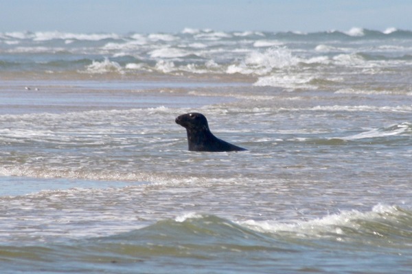 Seals - Grey Seal