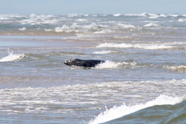 Seals - Grey Seal