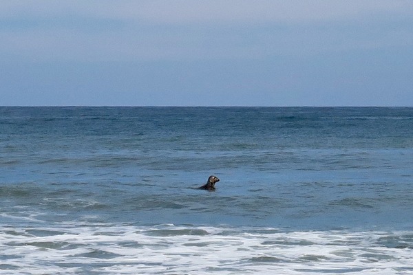 Seals - Grey Seal