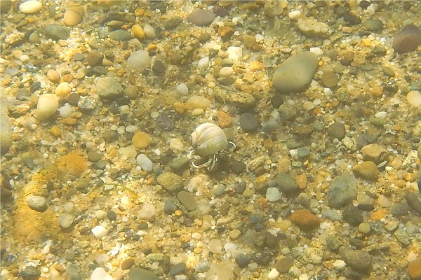 Crabs - Long Clawed Hermit Crab