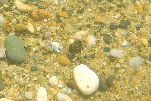 Crabs - Long Clawed Hermit Crab