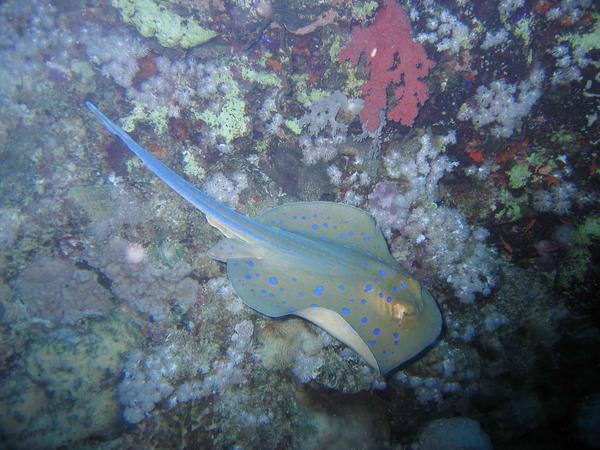 Stingrays - Blue Spotted Stingray