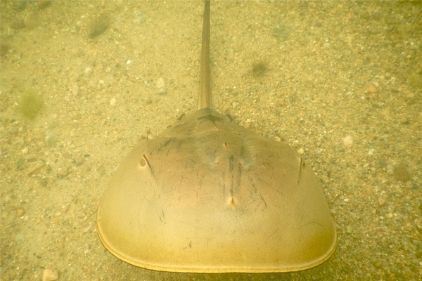 Crabs - Horseshoe Crab