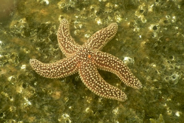 Starfish - Forbes Sea Star