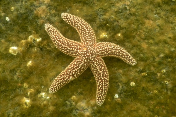 Starfish - Forbes Sea Star