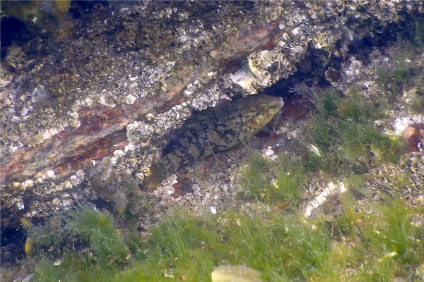 Wrasse - Tautog