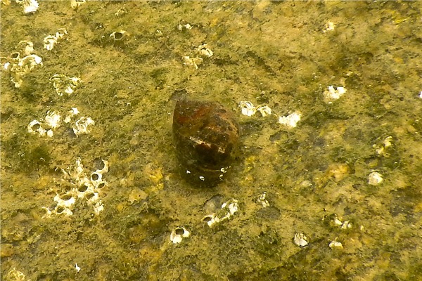 Sea Snails - False Shark Eye