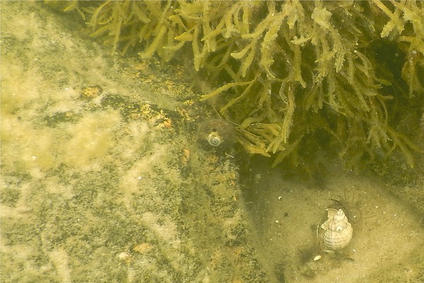 Sea Snails - False Shark Eye