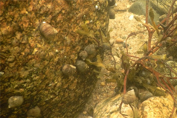 Sea Snails - Common Periwinkle