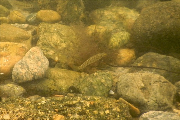 Killifish - Striped Killifish