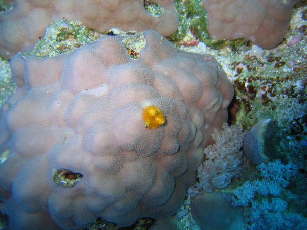 Tube Worms - Christmas Tree Worm