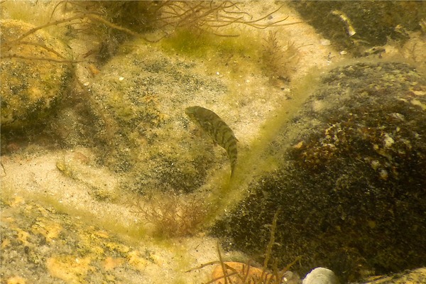 Wrasse - Tautog