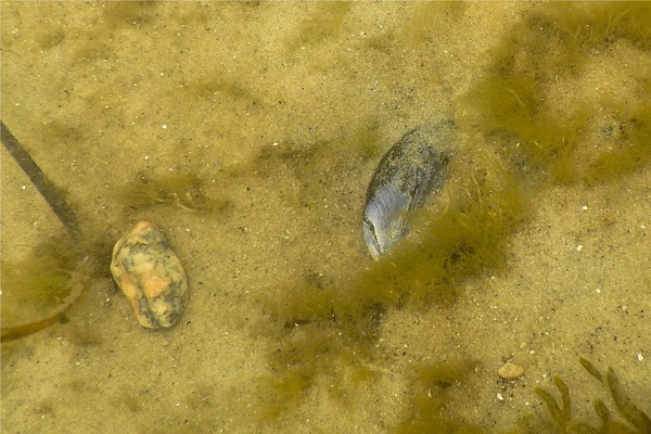 Bivalve Mollusc - Blue Mussel