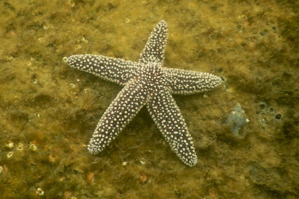 Starfish - Forbes Sea Star