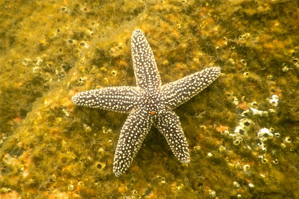 Starfish - Forbes Sea Star