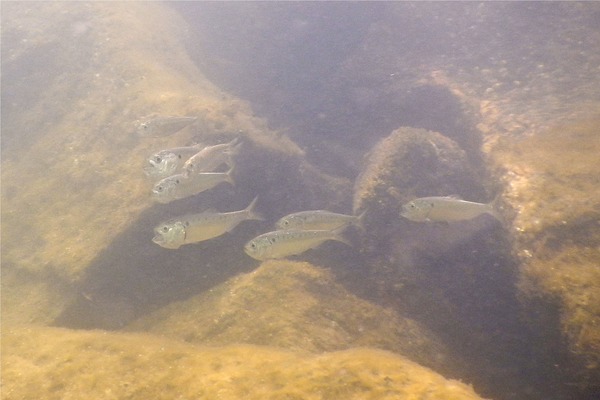 Herrings - American Menhaden