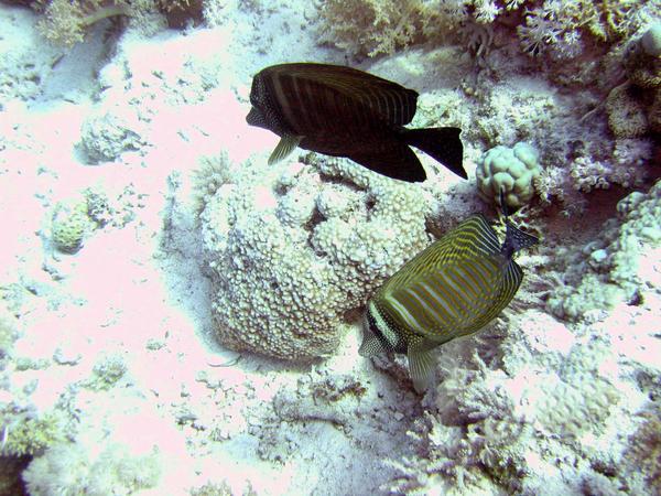 Surgeonfish - Desjardini Sailfin Tang