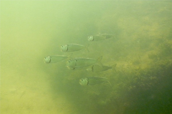 Herrings - American Menhaden